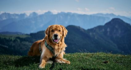 Destinos pet friendly dentro de México para disfrutar la Semana Santa con tu mascota