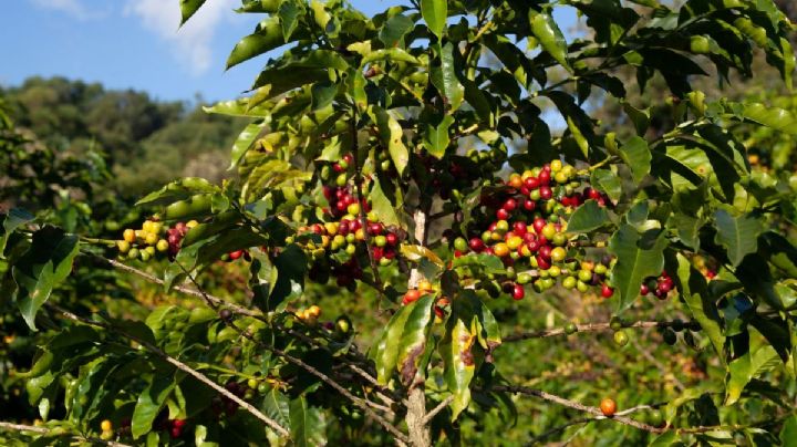 El mejor Pueblo Mágico para los amantes del café donde puedes probarlo y recorrer cafetales