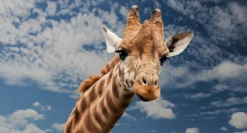 Jirafa bebé repite la historia de ‘Punch’; su mamá lo rechazó al nacer y lo puedes conocer en México