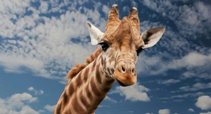 Jirafa bebé repite la historia de ‘Punch’; su mamá lo rechazó al nacer y lo puedes conocer en México