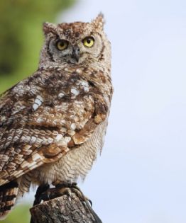 Captan a un búho en Coyoacán durante la noche y sorprende a vecinos de la CDMX