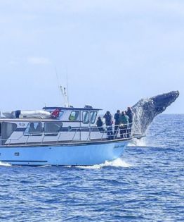 Turistas captan video de ballena en las costas de Acapulco y cautivan las redes sociales