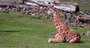 Una jirafa bebé llegó al mundo en la CDMX y buscarán ayuda para elegir su nombre