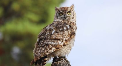 Captan a un búho en Coyoacán durante la noche y sorprende a vecinos de la CDMX