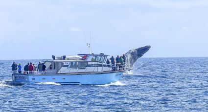Turistas captan video de ballena en las costas de Acapulco y cautivan las redes sociales