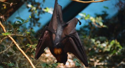 Noche de Murciélagos llega a Chapultepec para conocer a los habitantes del bosque GRATIS