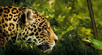 ¡Maravilloso! Captan a jaguar paseando cerca de la Zona Arqueológica de Tulum