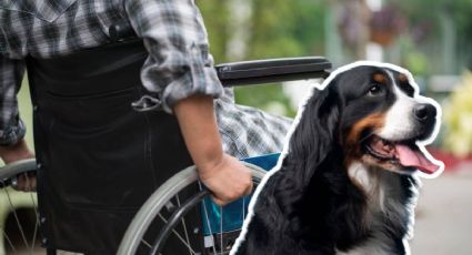 Perro empuja la silla de ruedas de un vendedor y el gesto emociona en redes