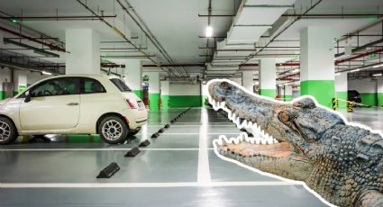 Captan a un cocodrilo paseando por el estacionamiento de la Central de Abasto en Tabasco