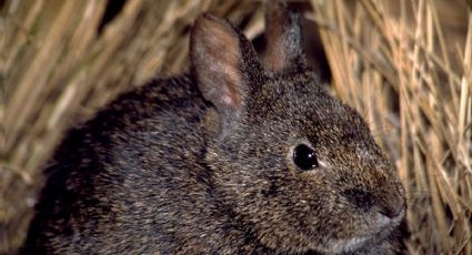 Teporingo, el conejo de los volcanes en peligro de extinción que habita en las montañas de México