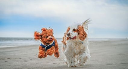 Hoteles pet friendly para disfrutar vacaciones de Semana Santa con tu mascota