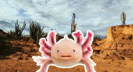 Descubren ajolotes en el desierto de Sonora y el hallazgo sorprende en México
