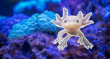 La historia del 'monstruo de agua' más tierno que puedes conocer en la CDMX