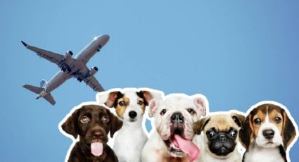 ¿Cómo planear vuelos en cabina para viajar con tu perro en Semana Santa?