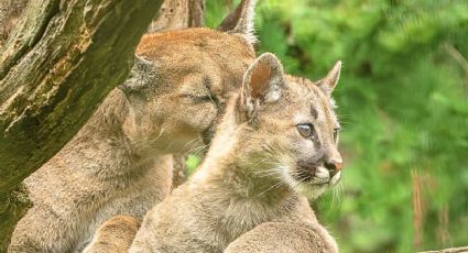 Cámara trampa capta a un puma en Calakmul y su gesto se vuelve viral