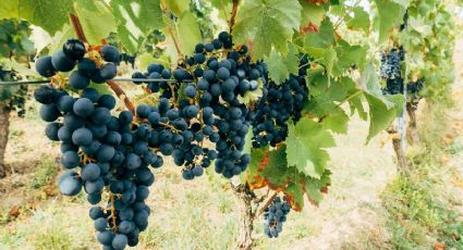 El paraíso de Querétaro con cabañas y aguas termales donde visitar viñedos