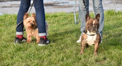 Los mejores parques para perros en CDMX para visitar en Semana Santa