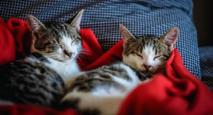 Bomberos de la CDMX rescatan a 4 gatitos de un incendio en Coyoacán