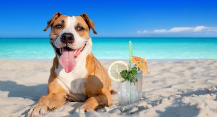 Playas de México para ir con tu perrito y disfrutar vacaciones únicas