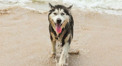 Cómo llegar a la playa con tu perro desde la CDMX en transporte público