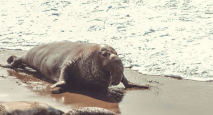 Panchito: el elefante marino que se enamoró de las playas mexicanas