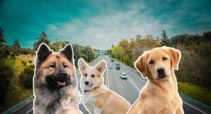 Siete perros escapan y emprenden un viaje de 17 km para regresar a casa