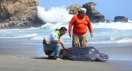 Rescatan a tortuga laúd de casi 2 metros en Oaxaca tras quedar varada lejos del mar
