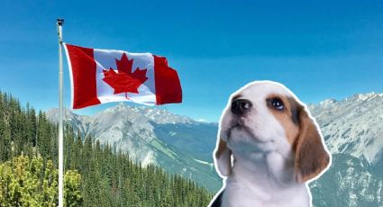 Perritos rescatados dejan México en avión para empezar una nueva vida en Canadá