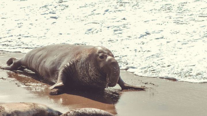 Panchito: el elefante marino que se enamoró de las playas mexicanas