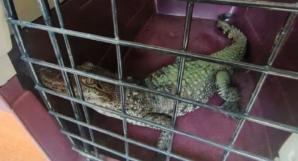 Rescatan a cocodrilo de pantano en Puebla, ¿qué pasará con el ejemplar?