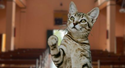 Gatita Coco da la bienvenida a fieles en iglesia mexicana y se vuelve viral