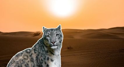 Leopardo de las nieves es rescatado en pleno desierto de China tras horas de preocupación