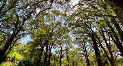 El bosque de los ahuehuetes con 150 años para un viaje al natural