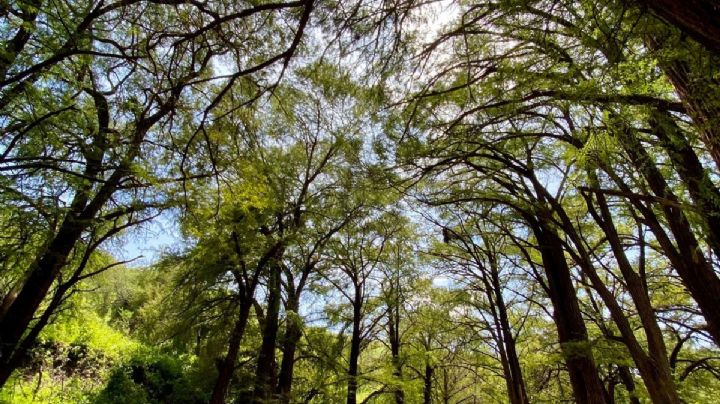 El bosque de los ahuehuetes con 150 años para un viaje al natural