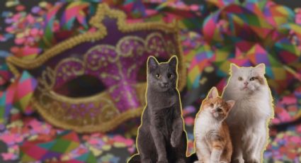 Miau Fest 2026 en CDMX llega con carnaval gatuno para una ESCAPADA de fin de semana