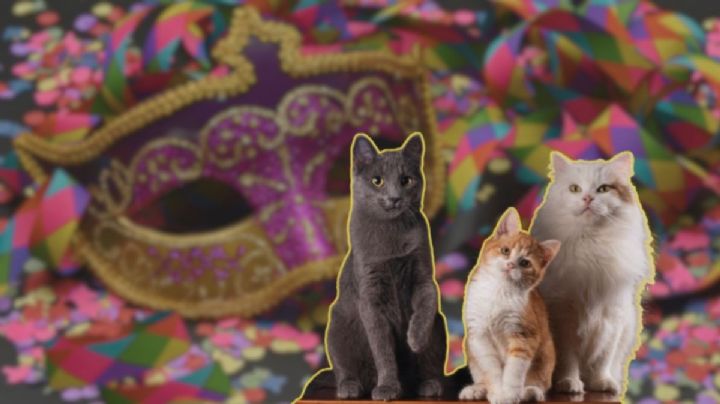 Miau Fest 2026 en CDMX llega con carnaval gatuno para una ESCAPADA de fin de semana