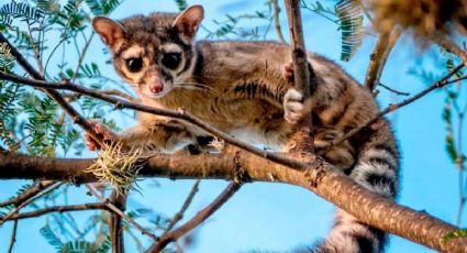 Día de la Vida Silvestre: Los animales más EXÓTICOS que puedes conocer en México