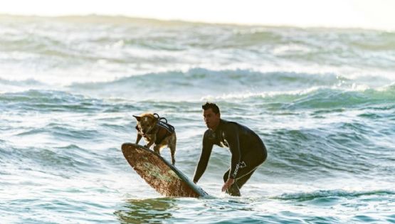 El perrito surfista que conquista las olas en Veracruz y enamora a turistas