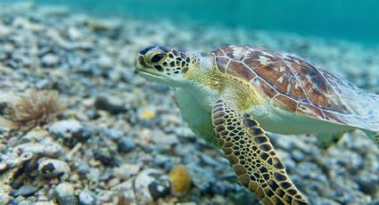 Rescate de tortuga en playas de Veracruz conmueve en redes sociales