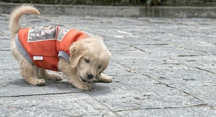Perrito acompaña a trabajador de limpieza en León y se vuelve sensación en las calles