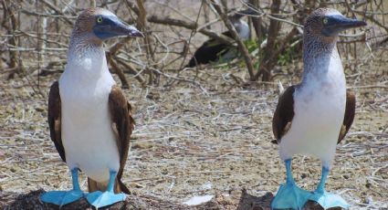 Las Islas Marías sorprenden con más de 1,500 bobos patas azules y un espectáculo natural único