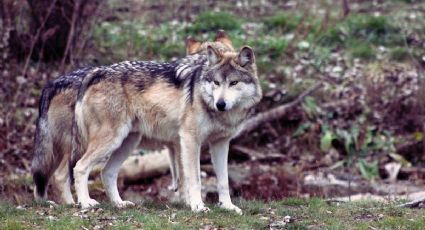 Durango busca devolver a los lobos a su hábitat natural en la Sierra Madre