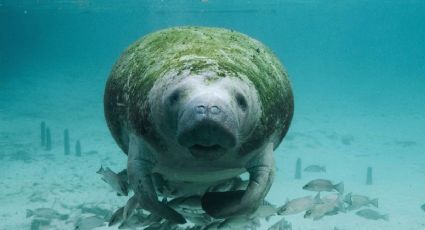 Romeo, el manatí más viejo del mundo, conmueve tras recibir récord mundial