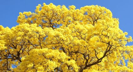 Villahermosa florece en amarillo y regala una de las postales más bellas de México