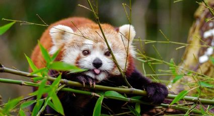 La historia de Akashi, la panda roja que viajó para una cita que podría salvar a su especie