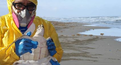 Rescatan tortuga en playas de Veracruz; mantienen labores de protección ambiental