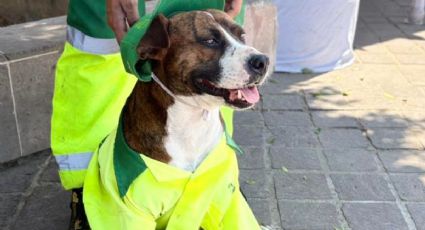 Rocky, el perrito de León que se pone el uniforme para acompañar a su dueño cada día
