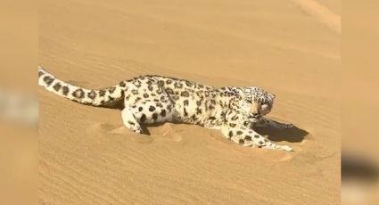Leopardo de las nieves es rescatado en pleno desierto de China tras horas de preocupación