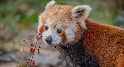 Akashi, la panda roja en peligro de extinción que tuvo una cita a ciegas para salvar a su especie