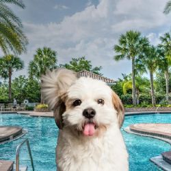 Balneario pet friendly en un Pueblo Mágico de Morelos con entrada por 210 pesos